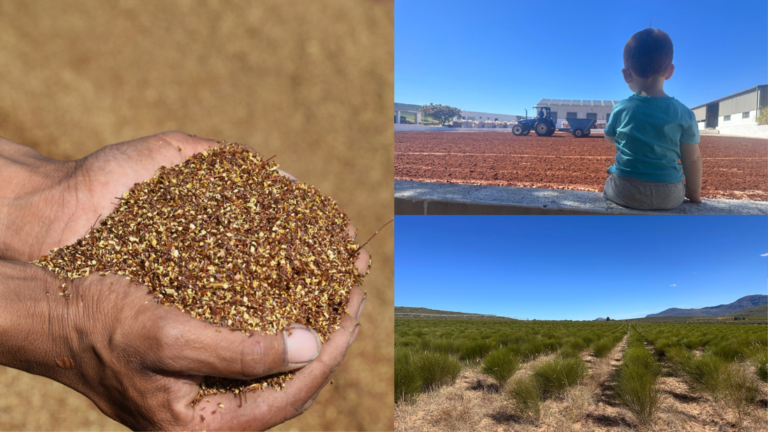 Wild Rooibos | A South African Story 🇿🇦